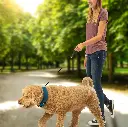 Nite ize RADDOGâ„¢ ALL-IN-ONE COLLAR + LEASH (Large Blue)
