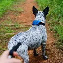 Nite ize RADDOGâ„¢ ALL-IN-ONE COLLAR + LEASH (Large Blue)