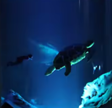 Resin LED Light Set Sea Shark Hammerhead Small 