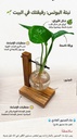Pothos plant Tree 